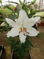 [5530 PO30 No02.JPG]